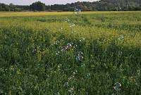 Valli Sepp 70<br>Rida talu, Meeri küla, Nõo vald, Tartumaa<br>18. juuli 2009<br>Foto Sulev Sepp