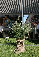 Valli Sepp 70<br>Rida talu, Meeri küla, Nõo vald, Tartumaa<br>18. juuli 2009<br>Foto Olev ja Mariliis Sepp